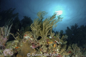 Reef Scenic, Roatan Marine Park, by David Gilchrist 